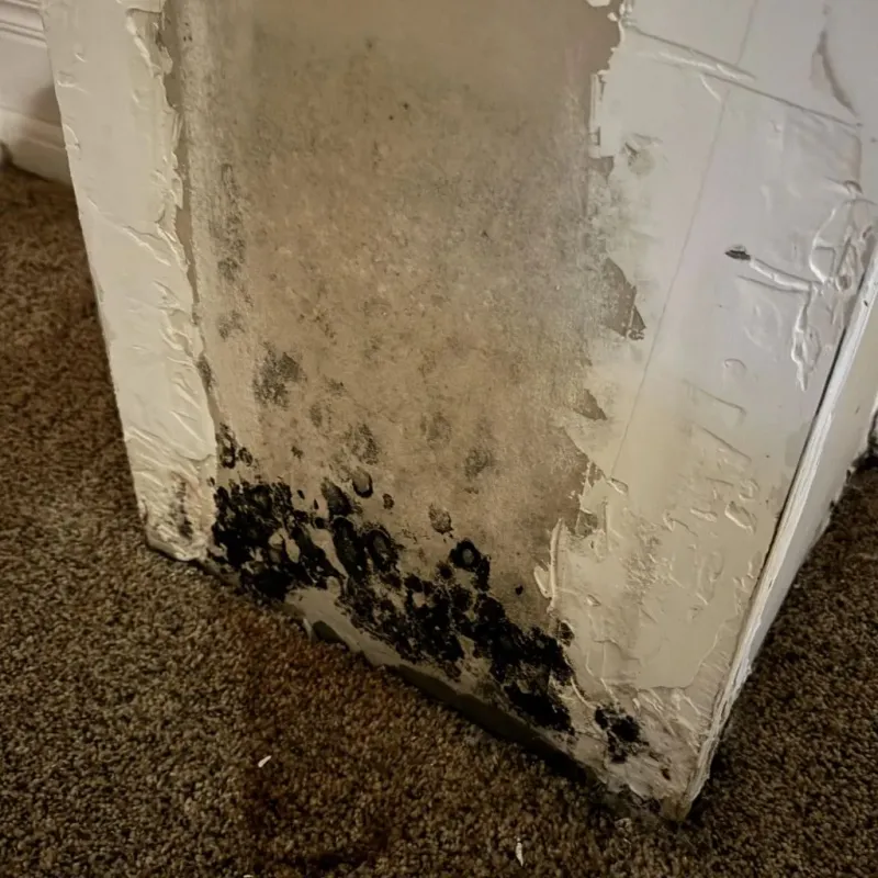 Professional Mold Removal in Lake City, MN